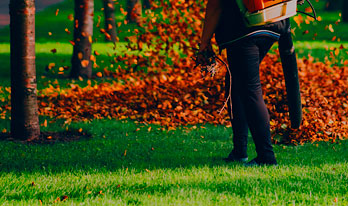 Leaf Removal