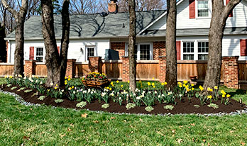 Fall Bulb Planting